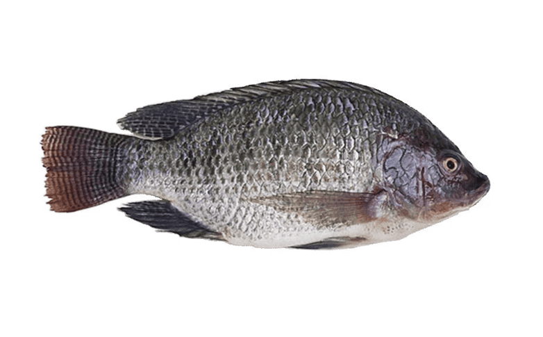 Graphique de prix du tilapia noir